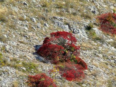 Прикрепленное изображение: DSCF5750.jpg